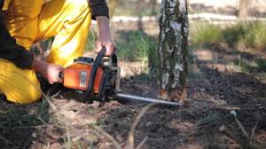 Best Tree Removal  in Bedminster, NJ