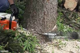 Best Utility Line Clearance  in Bedminster, NJ