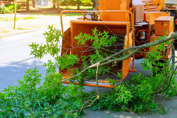 Best Leaf Removal  in Bedminster, NJ