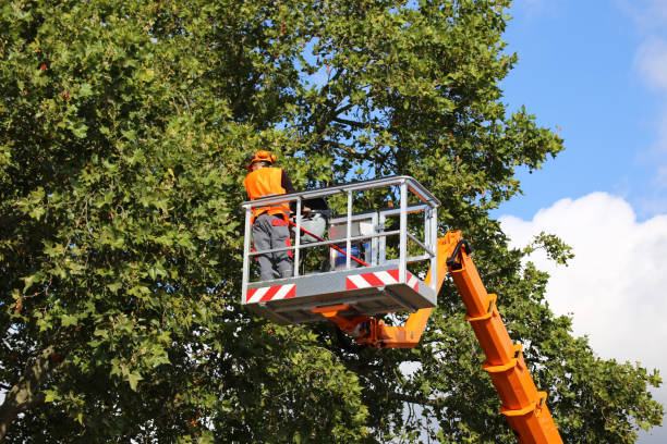 How Our Tree Care Process Works  in  Bedminster, NJ