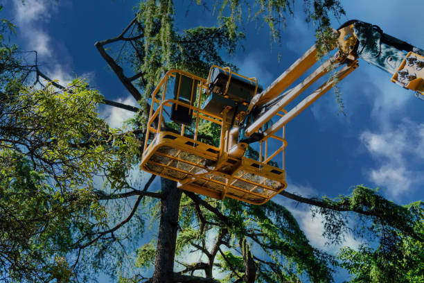 Bedminster, NJ Tree Services Company