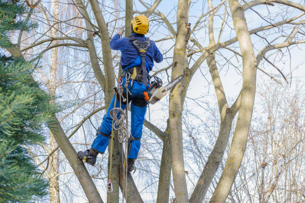 How Our Tree Care Process Works  in  Bedminster, NJ