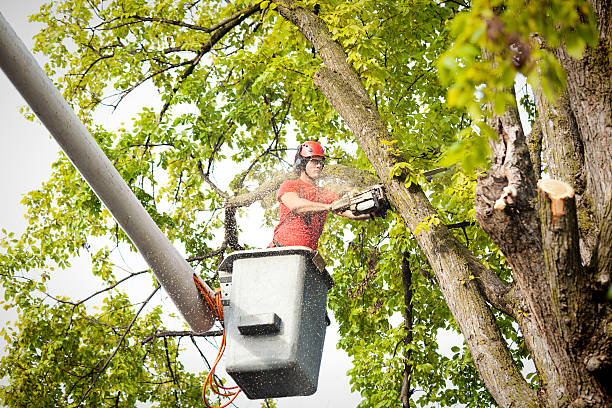 Best Tree Disease Treatment  in Bedminster, NJ