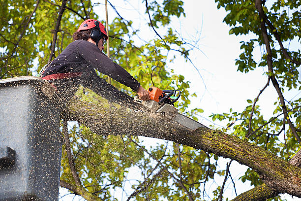 Best Root Management and Removal  in Bedminster, NJ