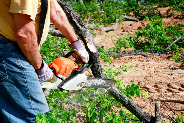 Best Tree Mulching  in Bedminster, NJ