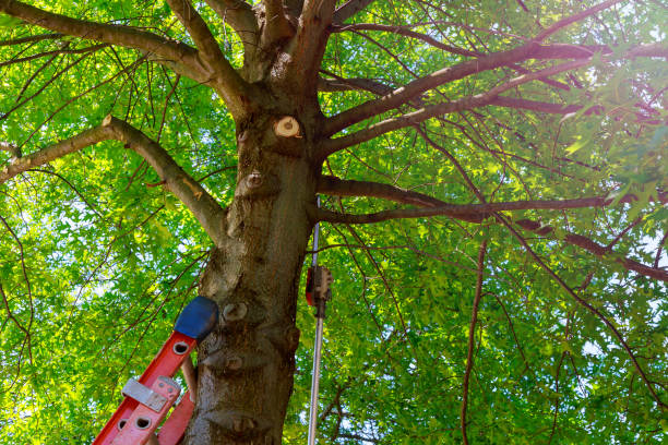 Best Firewood Processing and Delivery  in Bedminster, NJ